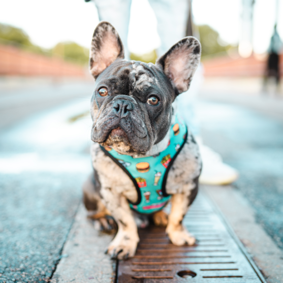 gray merle french bulldog